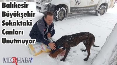Balıkesir Büyükşehir Sokaktaki Canları Unutmuyor