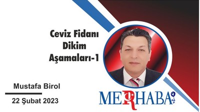 Ceviz Fidanı Dikim Aşamaları-1