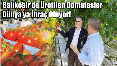 Balıkesir’de Üretilen Domatesler Dünya’ya İhraç Oluyor!