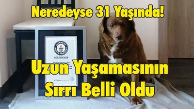 Dünyanın En Yaşlı Köpeği Bobi