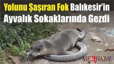 Yolunu Şaşıran Fok Balıkesir’in Ayvalık Sokaklarında Gezdi
