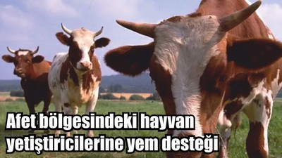 Afet bölgesindeki hayvan yetiştiricilerine yem desteği