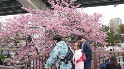 Japonya'da İlk Sakura Çiçekleri Açtı