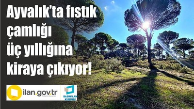 Ayvalık’ta fıstık çamlığı üç yıllığına kiraya çıkıyor!