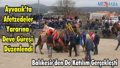 Ayvacık’ta Afetzedeler Yararına Deve Güreşi Gerçekleşti