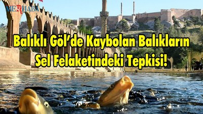 Balıklı Göl’de Kaybolan Balıkların Sel Felaketindeki Tepkisi