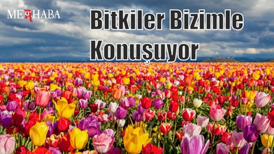 Bitkiler Bizimle Konuşuyor
