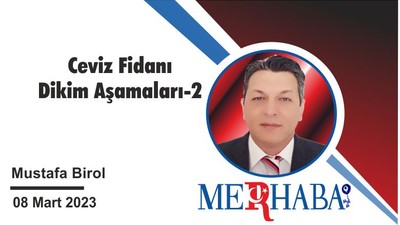 Ceviz Fidanı Dikim Aşamaları-2