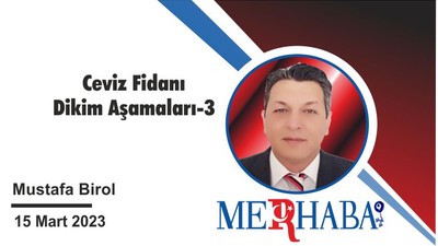 Ceviz Fidanı Dikim Aşamaları-3