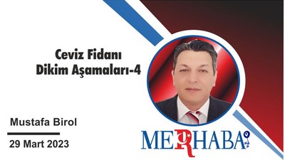 Ceviz Fidanı Dikim Aşamaları-4