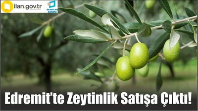 Edremit’te Zeytinlik Satışa Çıktı!