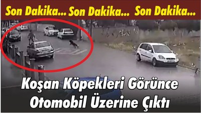 Son Dakika! Koşan Köpekleri Görünce Otomobil Üzerine Çıktı