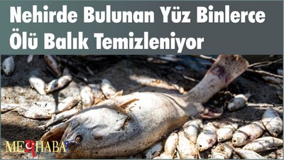 Nehirde Bulunan Yüz Binlerce Ölü Balık Temizleniyor