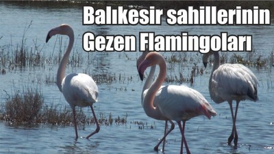 Balıkesir sahillerinin Gezen Flamingoları