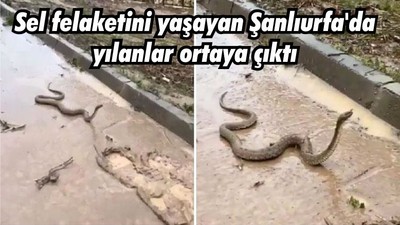Sel felaketini yaşayan Şanlıurfa'da yılanlar ortaya çıktı