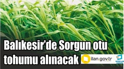 Balıkesir’de Sorgun otu tohumu alınacak