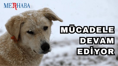 Dünya Sokak Hayvanları Günü