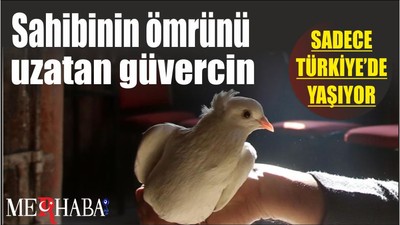 Sahibinin ömrünü uzatan güvercin
