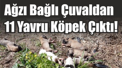 Ağzı Bağlı Çuvaldan 11 Yavru Köpek Çıktı!