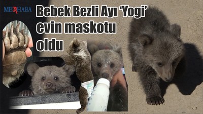 Ayı ‘Yogi’ evin maskotu oldu
