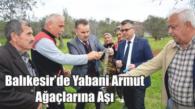 Balıkesir’de Yabani Armut Ağaçlarına Aşı