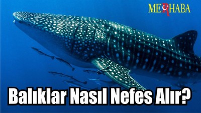 Balıklar Nasıl Nefes Alır?