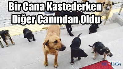 Köpekleri Tüfekle Korkuttu