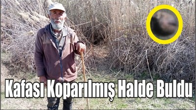 Kafası Koparılmış Halde Buldu