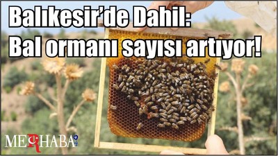 Balıkesir’de Dahil: Bal ormanı sayısı artıyor!
