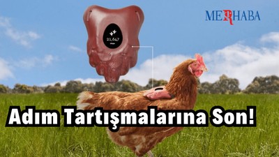 Tavuklar Günde Kaç Adım Atar?