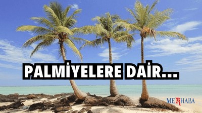 Palmiye Ağaçları Hakkında Bilgi