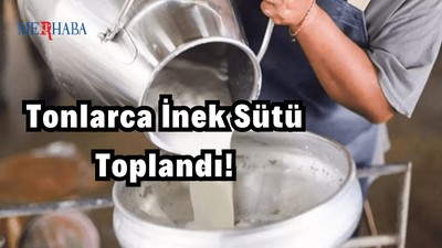 Tonlarca İnek Sütü Toplandı