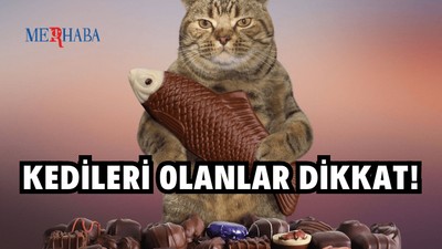Kediler Çikolata Yer Mi?