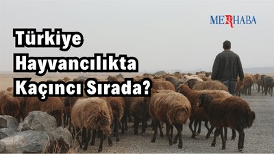 Türkiye Hayvancılıkta Kaçıncı Sırada?
