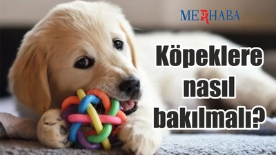 Köpeklere nasıl bakılmalı