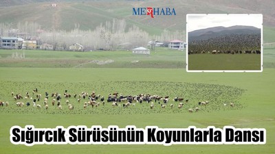 Sığırcık sürüsünün koyunlarla dansı