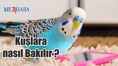 Kuş Bakımı nasıl olur