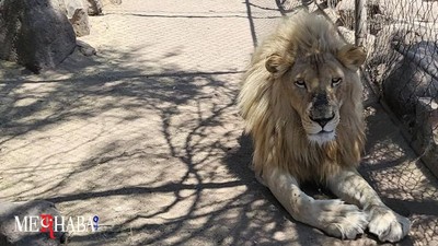 Meksika’da Arama: 56 Vahşi Hayvan Ele Geçti