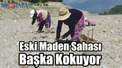 Eski Maden Sahası Lavanta Kokacak