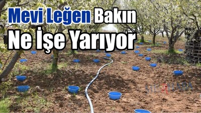 Mavi Legen Mucizesi