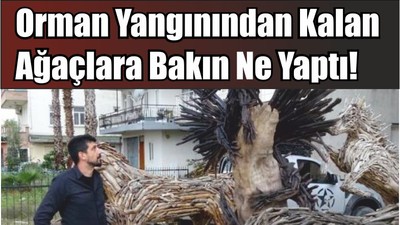 Orman Yangınından Kalan Ağaçlara Bakın Ne Yaptı!