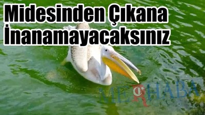 Midesinden Çıkan Şok Etti