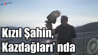 Tedavi edilen Kızıl Şahin