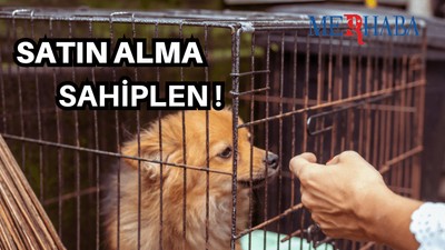 Evcil Dost Sahiplenmek