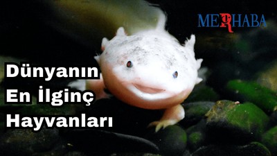Dünyanın En İlginç Hayvanları