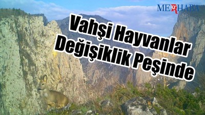 Vahşi Hayvanlar Parkta