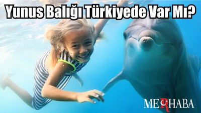 Yunus Balığı Türkiyede Var Mı?