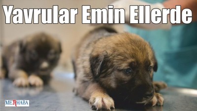 Yavrular Emin Ellerde