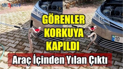 Araç İçinden Yılan Çıktı