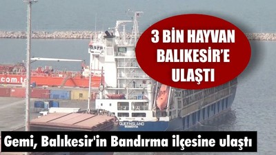 3 Bin Hayvan Balıkesir'de